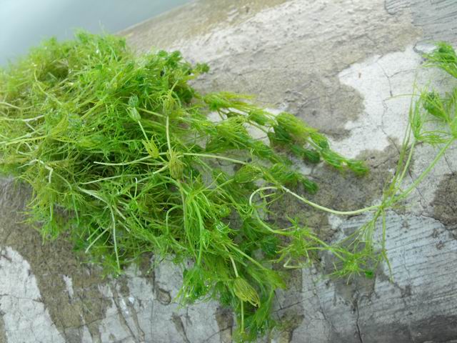 Pianta acquatica da determinare: genere Chara